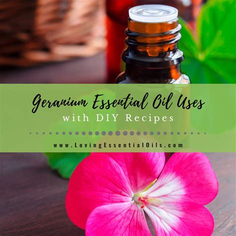 diy geranium essential oil